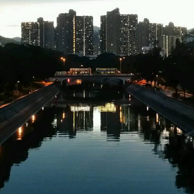 1271167 榕树
