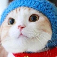 1271417 猫儿