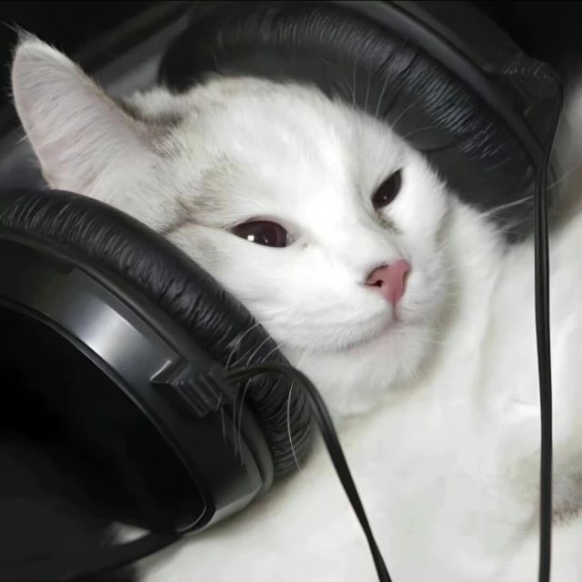 1271794 猫