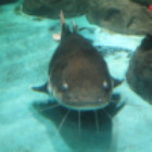 1272121  孤沉[006]
