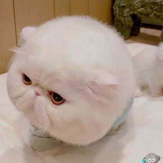 1272217 格阑