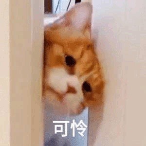 1272336 萤火虫
