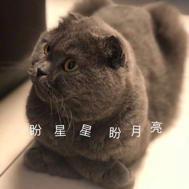1273286 神舟