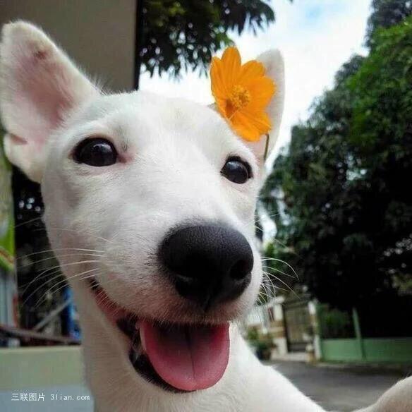 1275194 大王草莓