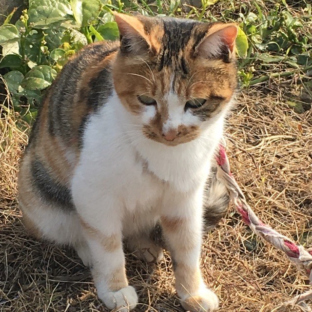 1281535 丙火
