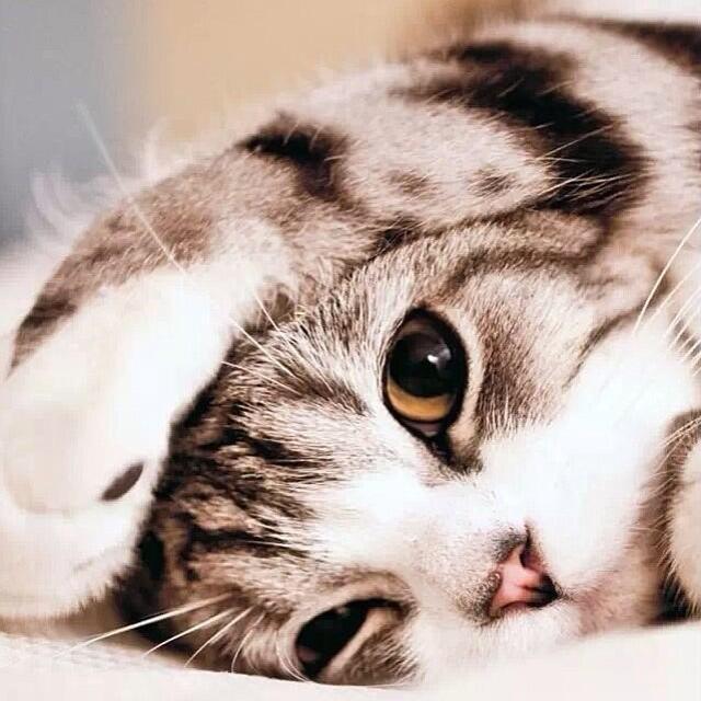 1281812 無 聲