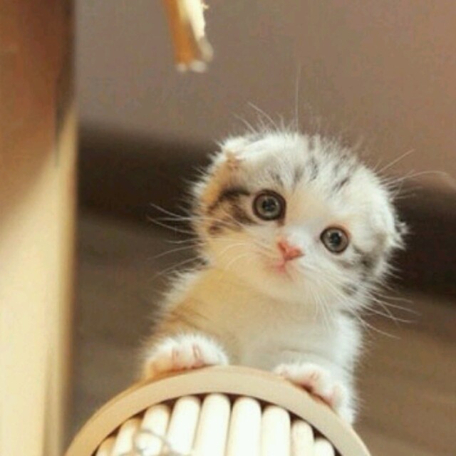 1282155 O(∩_∩)O