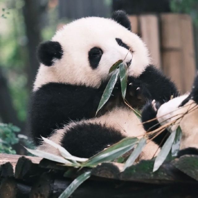 1283539 陈酿