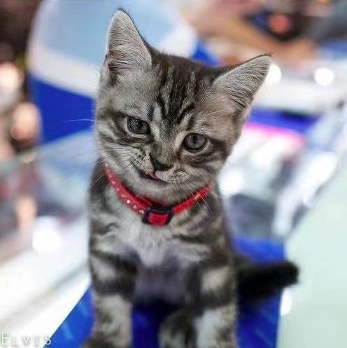 1284019 只猫快跑