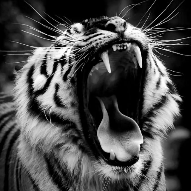 1285027 tiger
