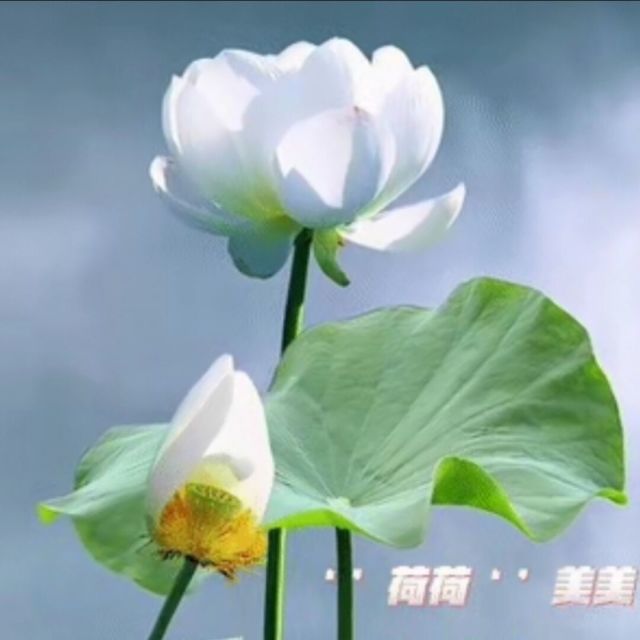 1286816 忧荷