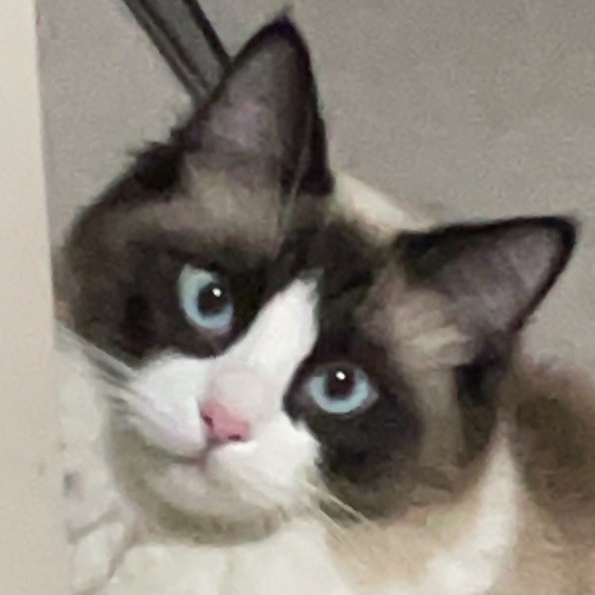 1288155 迷失的猫