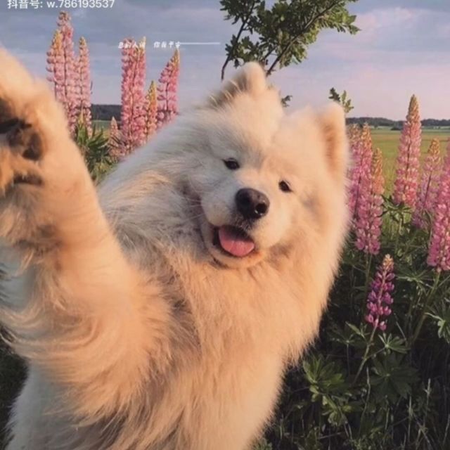 1289012 一杯兔子一碗熊