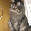 128972 可乐猫