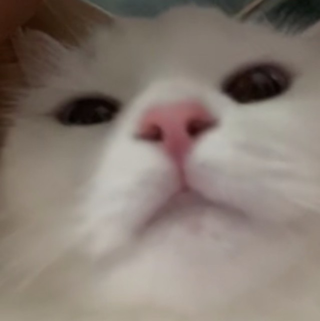 1291169 啊鱼