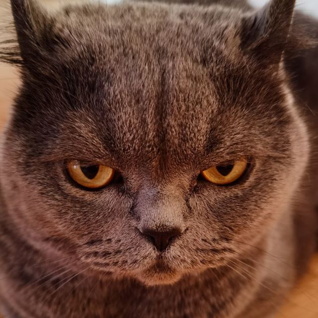 1291952 小金猪