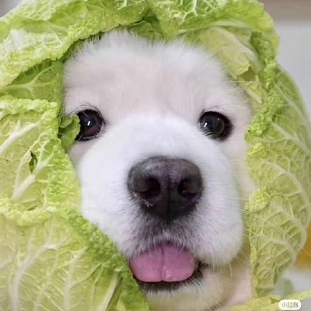 129262 袁斌