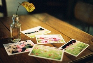 1293266 九月茉莉