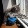 1293854 犀猫