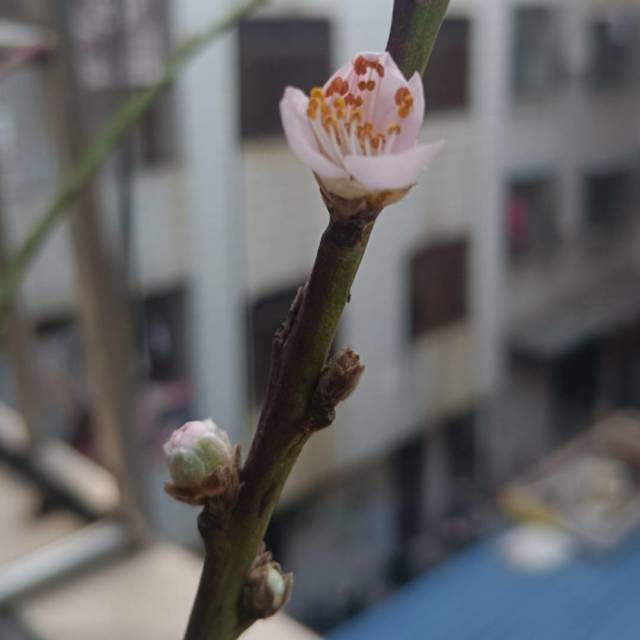 1294657 沛霖教育助手小姜