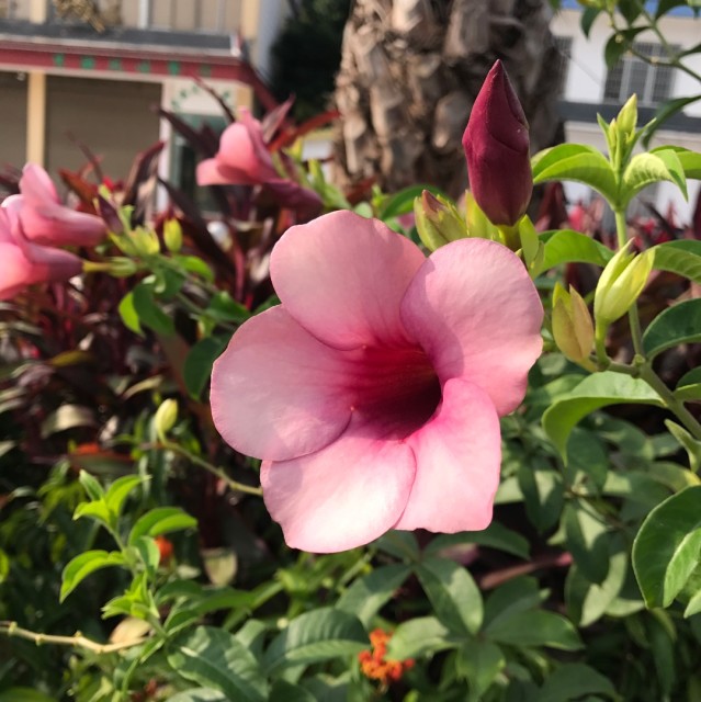 1295223 晶莹天使