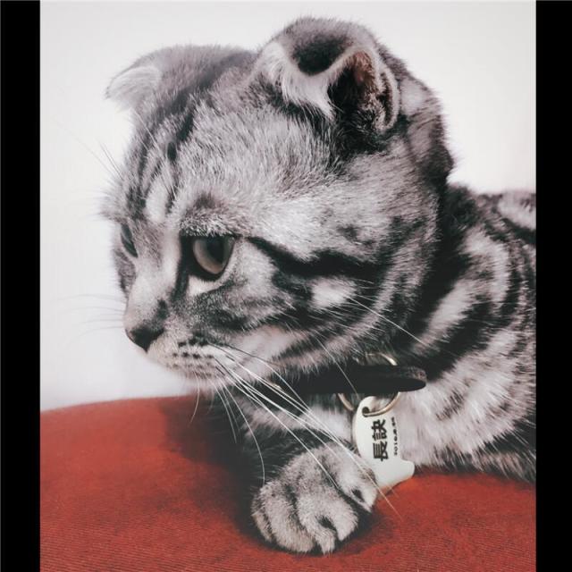 1295419 - Gus™、