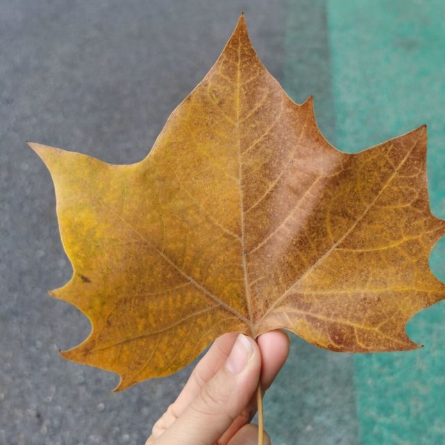 1296036 随风而逝