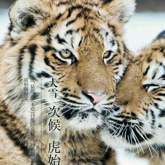 1297088 壹葉知秋