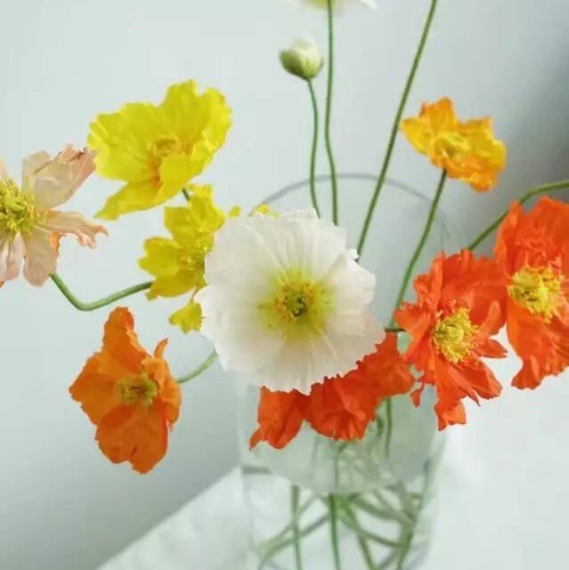 129717 花儿的心事