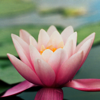 1297434 华信·小鱼