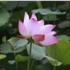1297568 抚琴伴花开