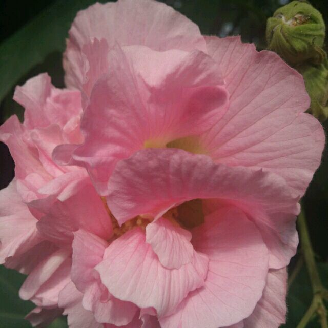 1299093 茉莉蜜
