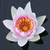 1300885 心梦遂愿