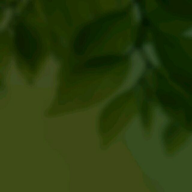 1300902 风铃草