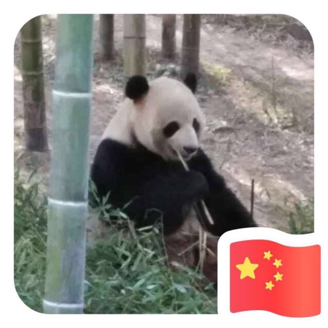 1301116 大肥兔