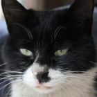 1301448 cat
