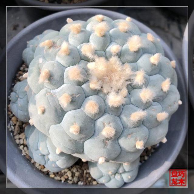 130169 巧木盘龙