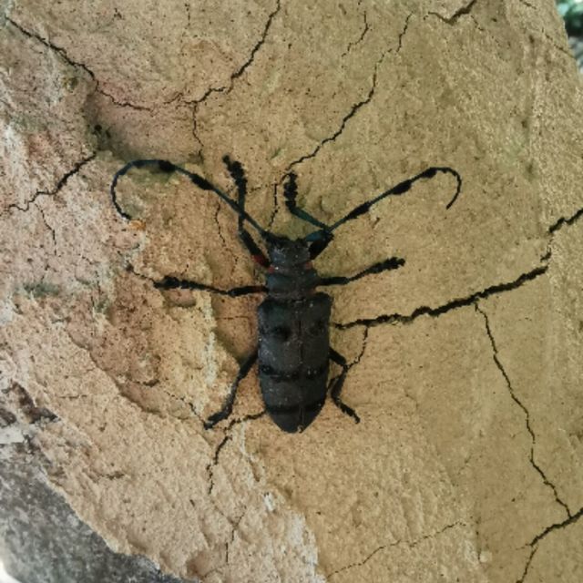 1308268 火点