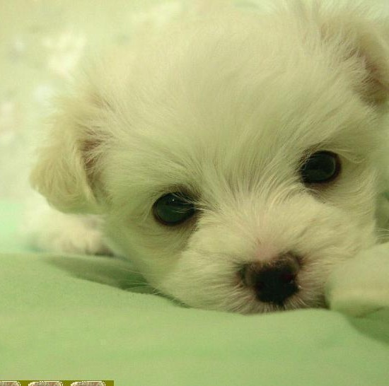 1309463 Beibei