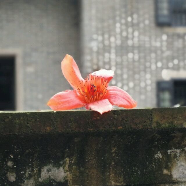 1309648 风之涟