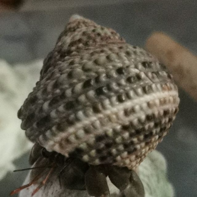 131572 皮皮
