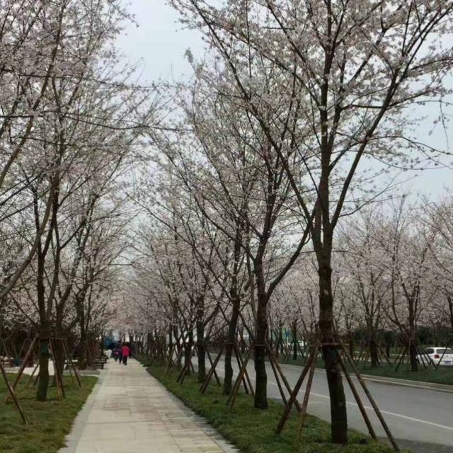 131755 吴忌
