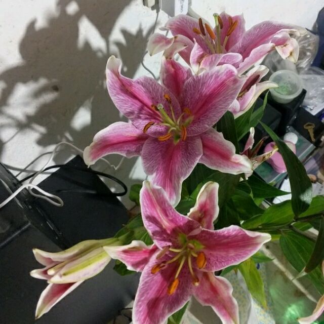 1322379 举杯望月醉看美人笑