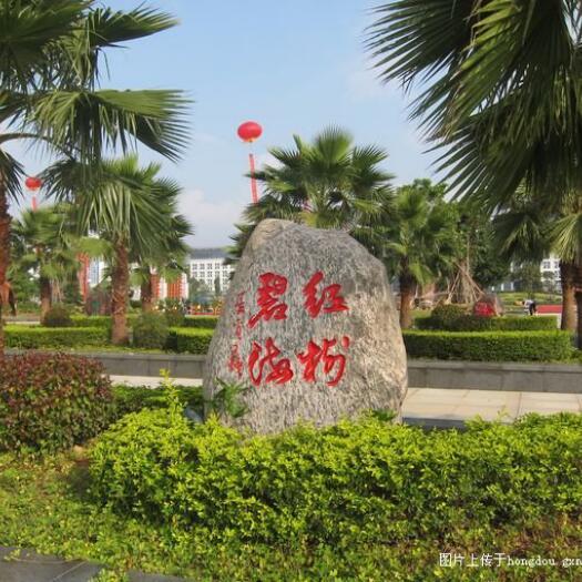 1324952 常青树