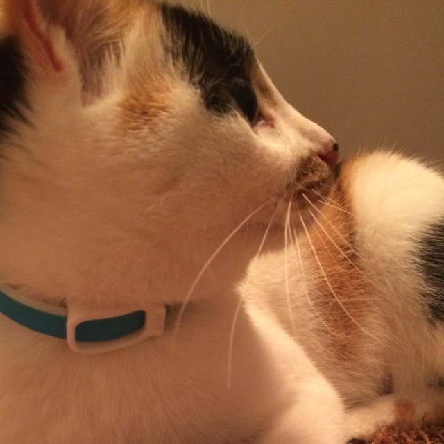 1325502 猫奴M