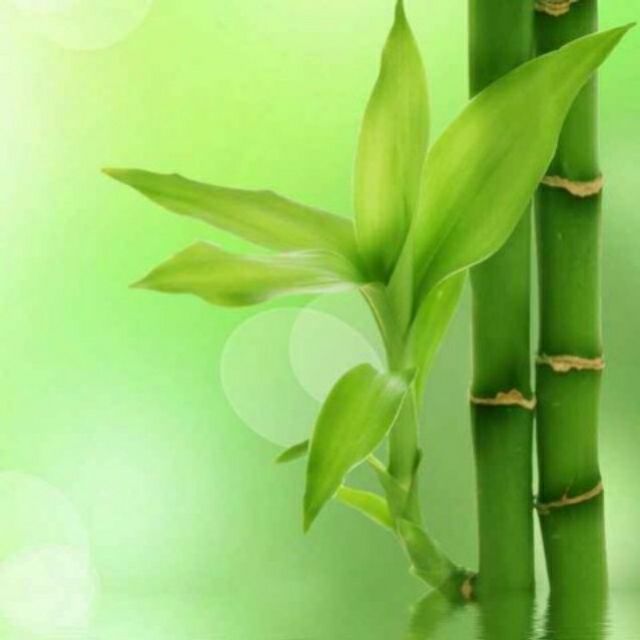 1327161 飞翔