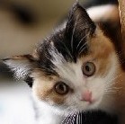 1328536 猫咪逗雪