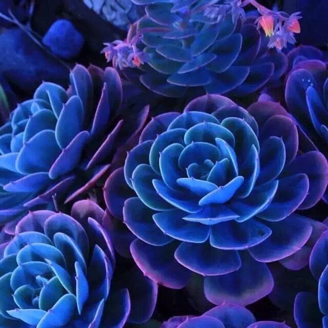 1330375 含笑精灵