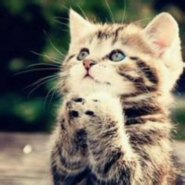 1331620 咖啡猫