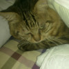 1338003 Darncat